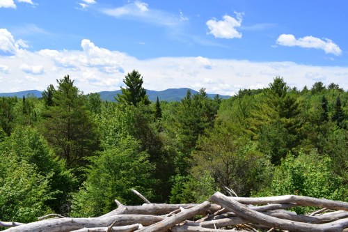 A scenic view of lush green trees and distant mountains under a blue sky with fluffy white clouds.
