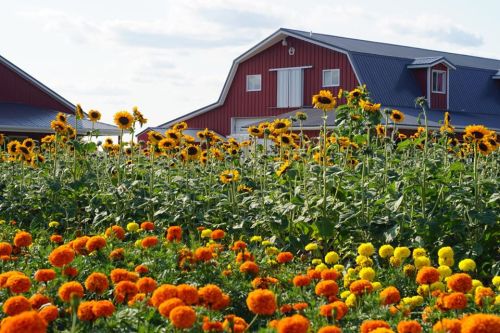 A vibrant field of sunflowers and marigolds in front of a red barn under a clear blue sky.