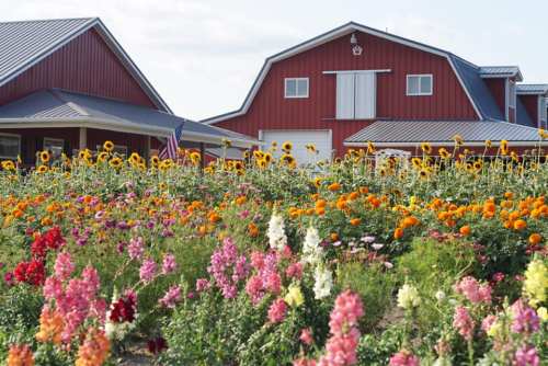A vibrant field of flowers in front of a red barn, with sunflowers and colorful blooms under a clear sky.