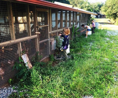 Two children tending to a garden area near a chicken coop, surrounded by greenery and a gravel path.