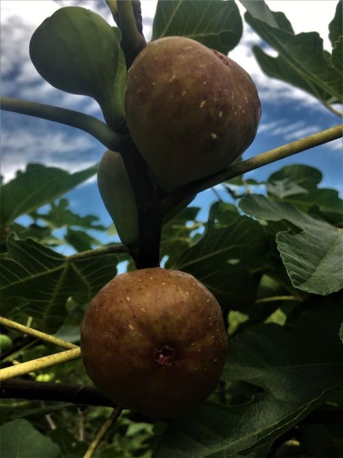 Close-up of two ripe figs on a branch, surrounded by green leaves and a blue sky in the background.