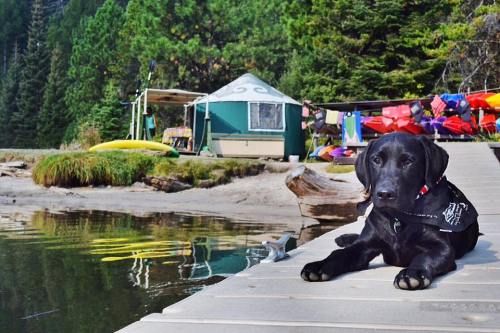 A black dog rests on a dock by a calm lake, with a green yurt and colorful kayaks in the background.