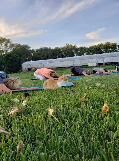 A group of people practicing yoga on grass, with a cat lounging among them.