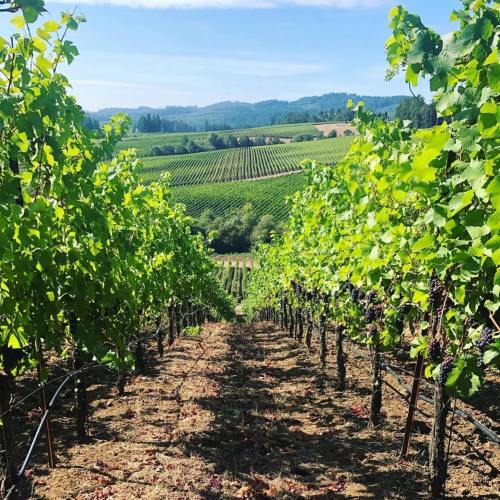 A scenic vineyard with rows of grapevines stretching towards rolling hills under a clear blue sky.