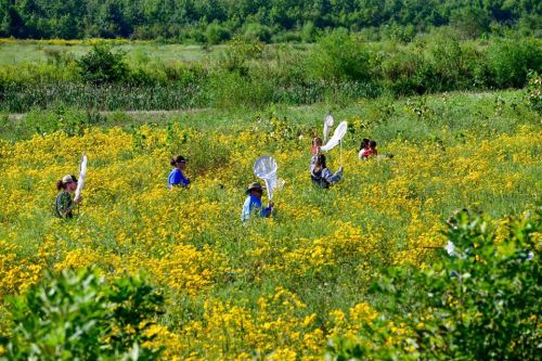 A group of people with nets walking through a field of bright yellow flowers on a sunny day.