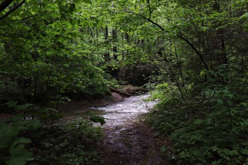 A serene forest scene with a winding stream surrounded by lush green foliage and trees.