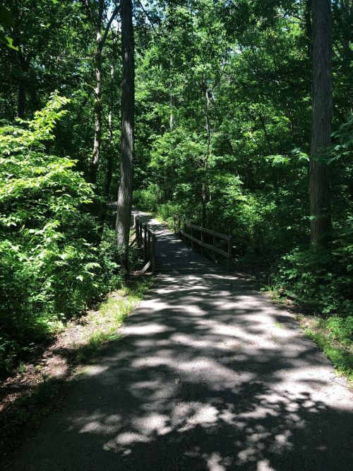 A winding path through a lush green forest, with sunlight filtering through the trees and a wooden bridge in the distance.