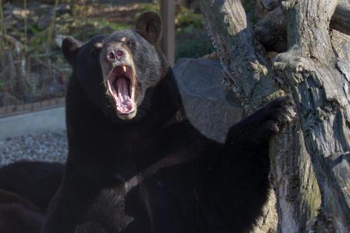 A black bear with its mouth open wide, showing its teeth, while resting against a tree.
