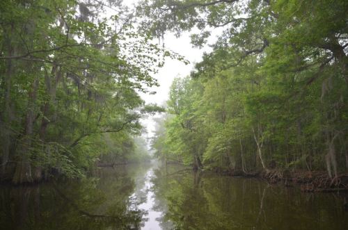 A serene river surrounded by lush green trees and mist, reflecting the calm water in a tranquil setting.