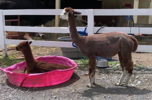 A llama stands beside a pink kiddie pool where another llama is comfortably sitting inside.