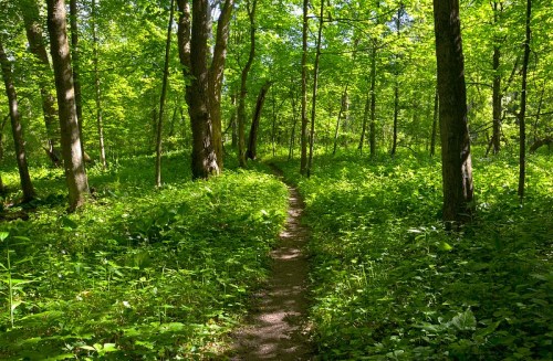 A serene forest path winding through lush green foliage and tall trees under bright sunlight.