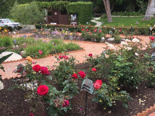 A vibrant garden filled with blooming roses in various colors, pathways, and a wooden structure in the background.