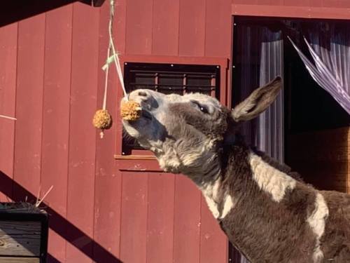 A donkey playfully reaches for a hanging treat in front of a red barn.