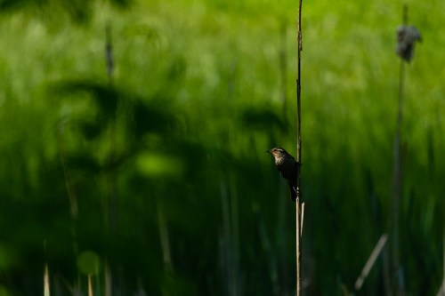 A bird perched on a tall stick against a blurred green background, surrounded by tall grass and reeds.