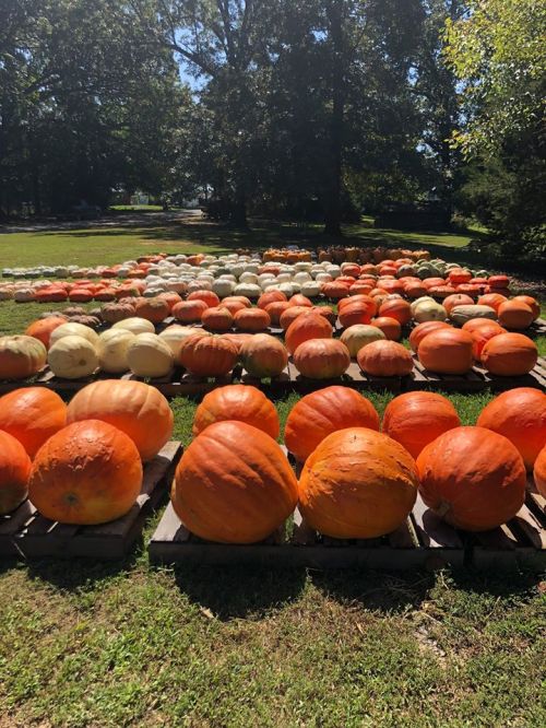 A field of various pumpkins in shades of orange and white, arranged on wooden pallets under a clear blue sky.
