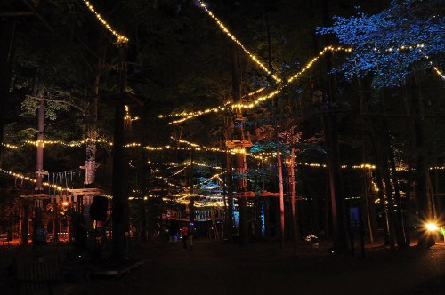 A forest at night illuminated by colorful lights strung between trees, creating a magical atmosphere.