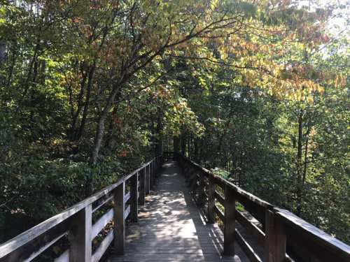 A wooden boardwalk winding through a lush, green forest with hints of autumn colors in the trees.