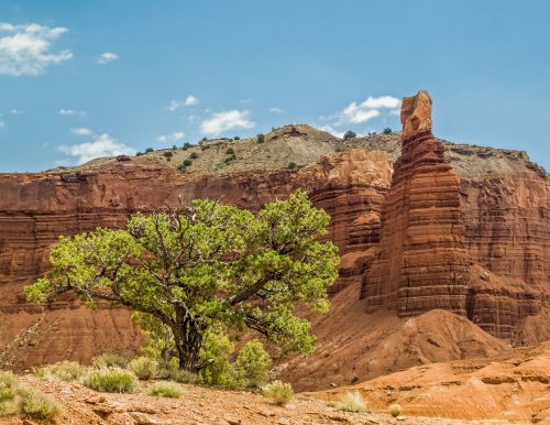 A green tree stands in front of a towering red rock formation under a blue sky with scattered clouds.