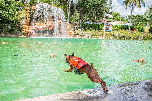 A dog in a life jacket leaps into a green pool, with a waterfall and other dogs swimming nearby.