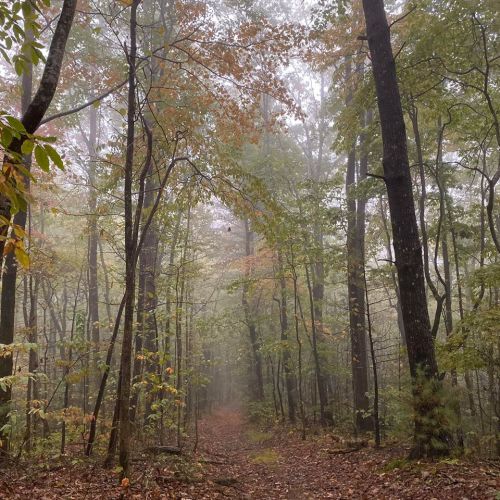 A misty forest path surrounded by trees with autumn leaves, creating a serene and tranquil atmosphere.