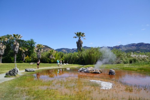 A geothermal area with a steaming pond, surrounded by palm trees and mountains under a clear blue sky.
