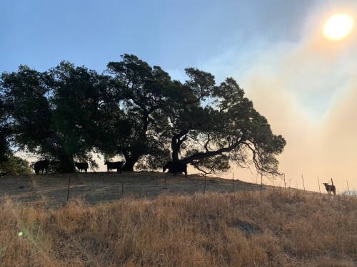 Silhouetted cows under a large tree on a hillside, with a hazy sky and sun in the background.