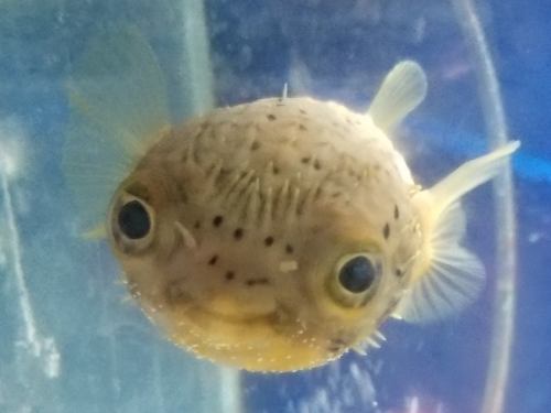 A close-up of a pufferfish with a round body and large eyes, swimming in a clear aquarium.