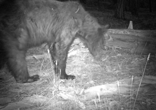 A black bear foraging on the forest floor, captured in low-light conditions.