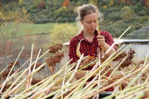 A woman in a red plaid shirt harvests plants in a field, surrounded by tall stalks and autumn foliage in the background.