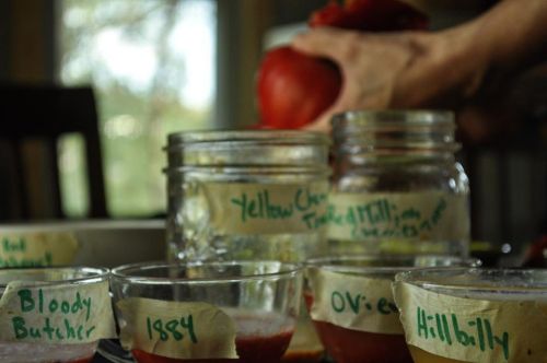 A table with jars and cups labeled with various tomato varieties, including "Bloody Butcher" and "Hillbilly."