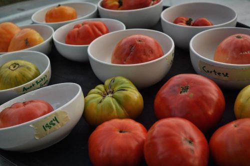 A variety of colorful tomatoes displayed in white bowls, labeled with names and numbers, on a dark surface.