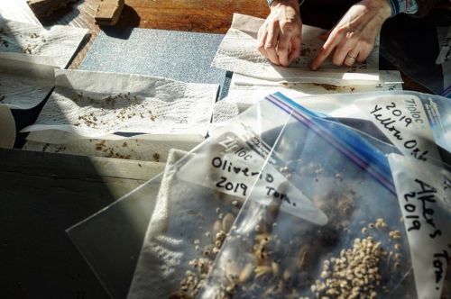 Hands sorting seeds on paper towels, with labeled plastic bags containing various seeds in the foreground.