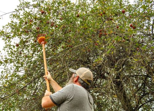 A person using a fruit picker to harvest apples from a tree.