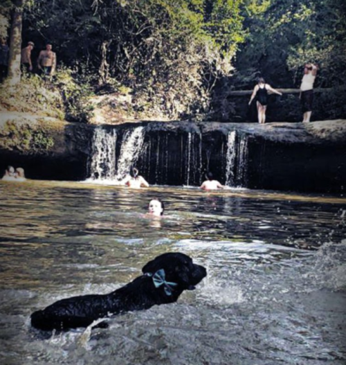 A dog swims in a natural pool with people enjoying the water and a waterfall in the background.