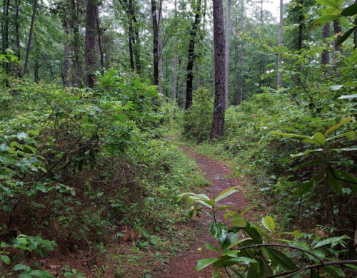 A winding dirt path through a lush green forest with tall trees and dense underbrush.