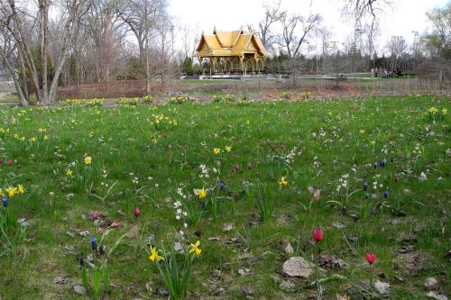 A vibrant field of flowers in bloom with a golden pavilion in the background, surrounded by trees and greenery.