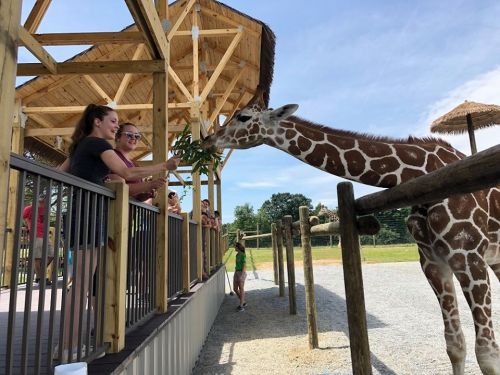 A giraffe reaches for leaves from visitors at a zoo, with a wooden structure and other people in the background.