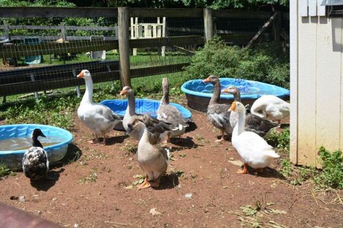 A group of ducks and geese gathered around blue water tubs in a farmyard setting.