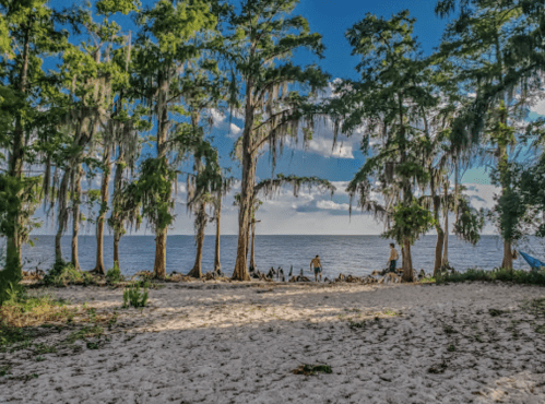 A sandy beach framed by tall trees with Spanish moss, overlooking a calm lake under a blue sky.