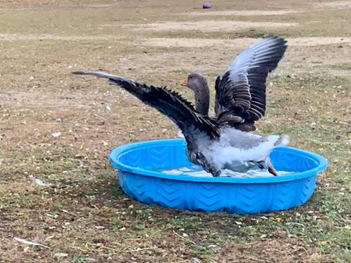 Two geese are splashing in a blue kiddie pool on grassy ground, one taking off with wings spread.