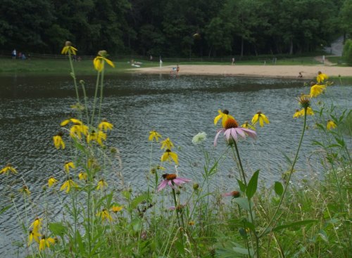 A serene lakeside scene with yellow and pink wildflowers in the foreground and a sandy beach in the background.