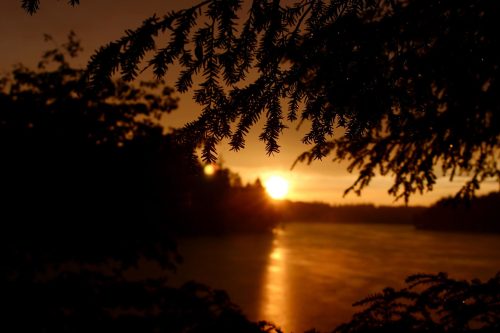 Silhouette of pine branches framing a golden sunset over a calm lake, with soft reflections on the water.