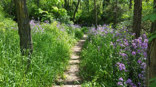 A serene path through a lush green forest, lined with vibrant purple wildflowers on either side.
