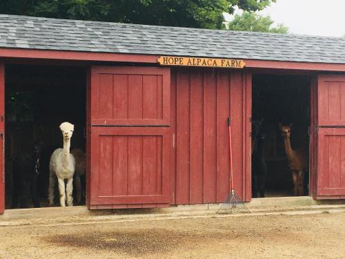 Four alpacas peek out from their stalls at Hope Alpaca Farm, with a rake leaning against the barn wall.