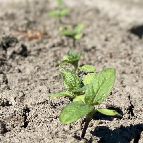 Close-up of small green seedlings emerging from dry, cracked soil under bright sunlight.