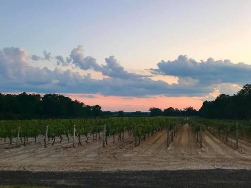A serene vineyard at sunset, with rows of grapevines under a colorful sky filled with clouds.