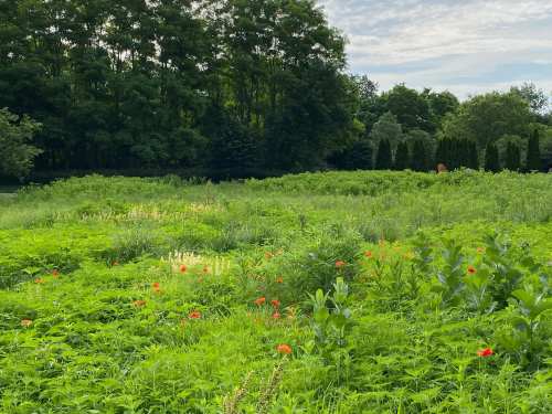Lush green field with wildflowers and trees in the background under a partly cloudy sky.