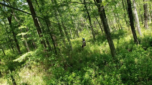 A person zip-lining through a lush green forest surrounded by tall trees and dense underbrush.