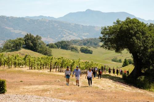 A group of people walking through a vineyard with rolling hills and mountains in the background on a sunny day.
