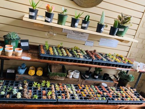 A display of various succulents and plants on shelves, with pots and labels in a cozy shop setting.